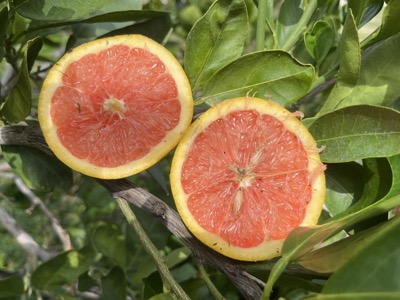 Navelorgane ´CaraCara´ im Florida Citrus Arboretum