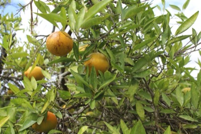 Citrus reticulata 'Fallglo'