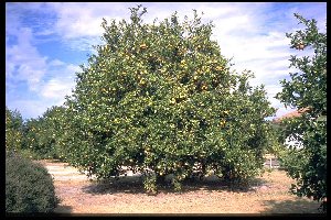 Citrus sinensis 'Hamlin' am Standort Citrus arboretum in Florida/USA