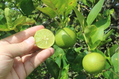 Citrus aurantifolia "Key Lime"