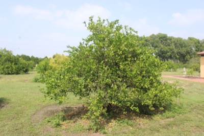 Citrus aurantifolia 'West Indian'