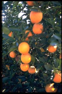 Citrus sinensis ´Khalily´