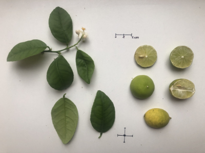 Citrus aurantifolia - Mexikanische Limette