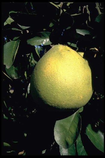 Citrus maxima 'PhuangKao' am Baum