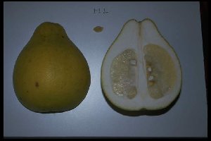 Citrus maxima 'Phuan Kao'