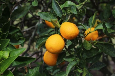 Citrangequat 'Sinton' Baum