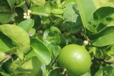 Citrus aurantifolia 'Key Lime'