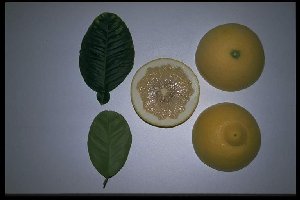 Citrus bergamia 'Feminello'