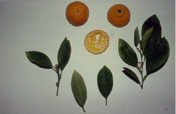 Citrus limonia ´Rangpur´ am Strauch