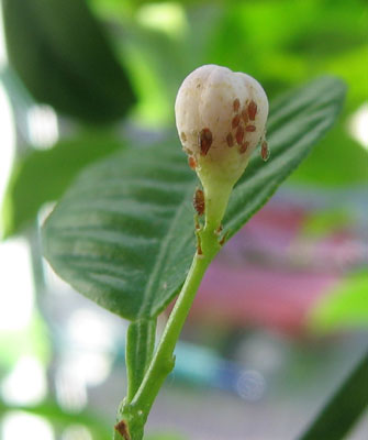 Braune Blattläuse an einer Blüte von Citrus limonia