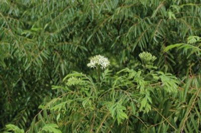 Triphasia trifolia