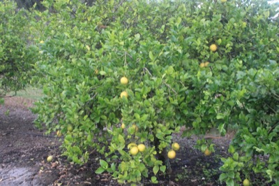 Citrus limon 'Lisbon' in einer Plantage