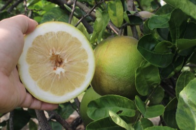 Citrus limon 'Nine Pounder'